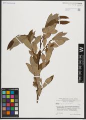 Foto von Salix appendiculata Vill.